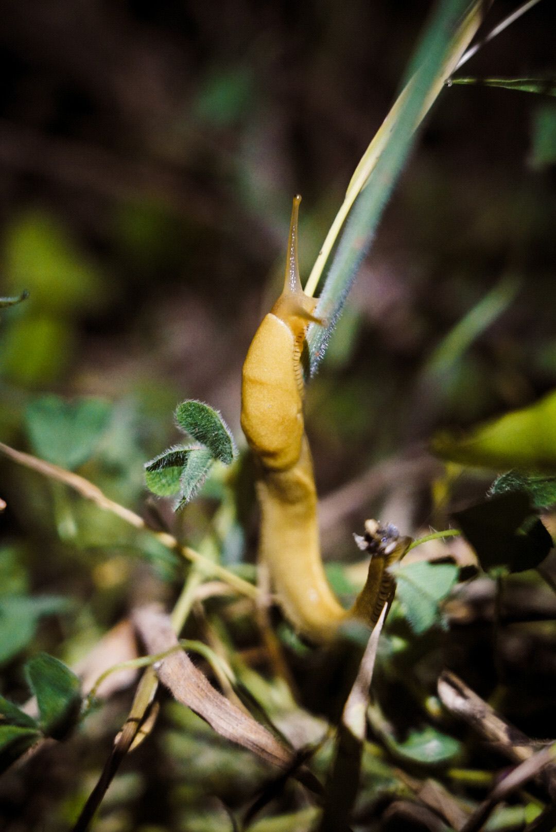 Pacific Northwest forest landscape photo from 90-day camper van road trip banana slug close up