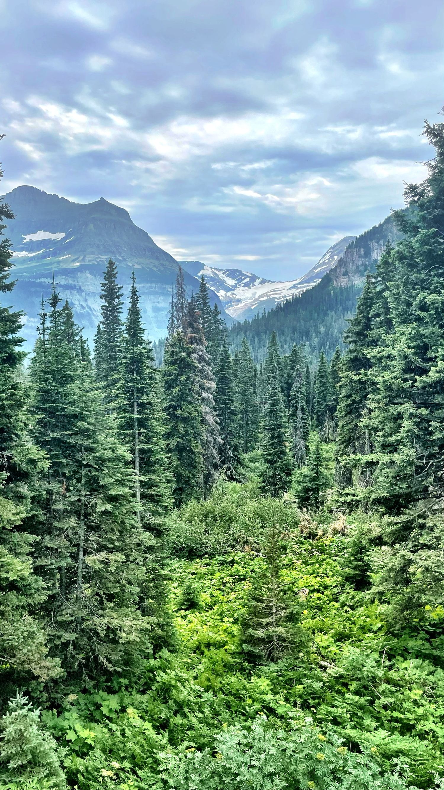 Glacier National Park photography Jenny Casad mountains, wildflowers, green grass and trees, blue skies