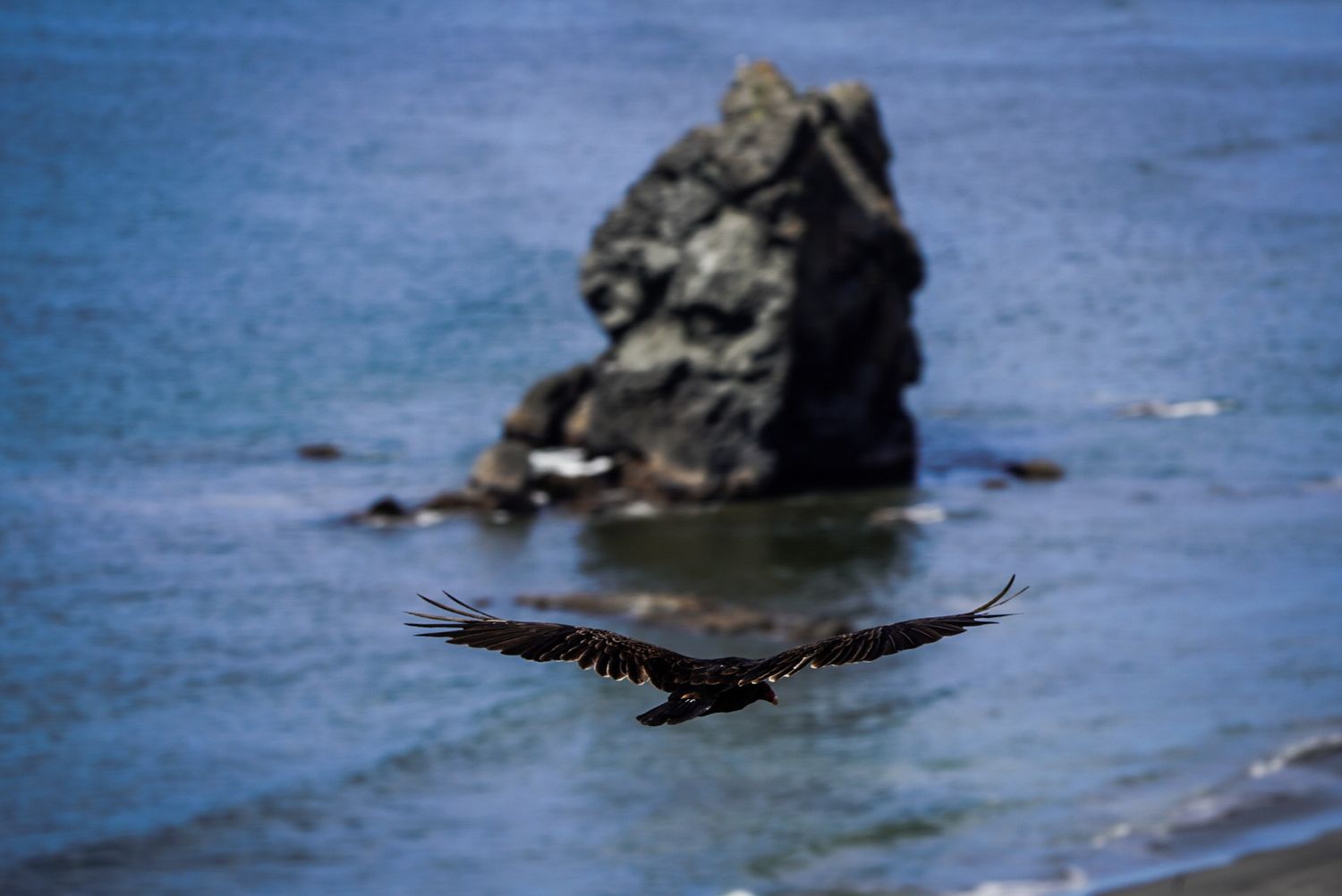 Pacific Northwest forest landscape photo from 90-day camper van road trip bird flying with rocks in ocean water