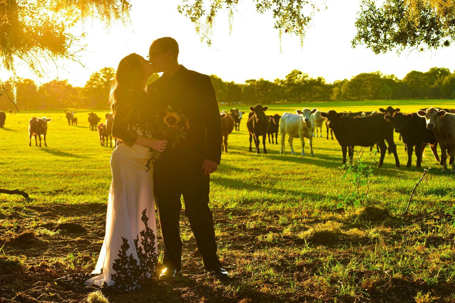 Bride and groom share a romantic sunset kiss on a farm with cattle grazing in the golden light.