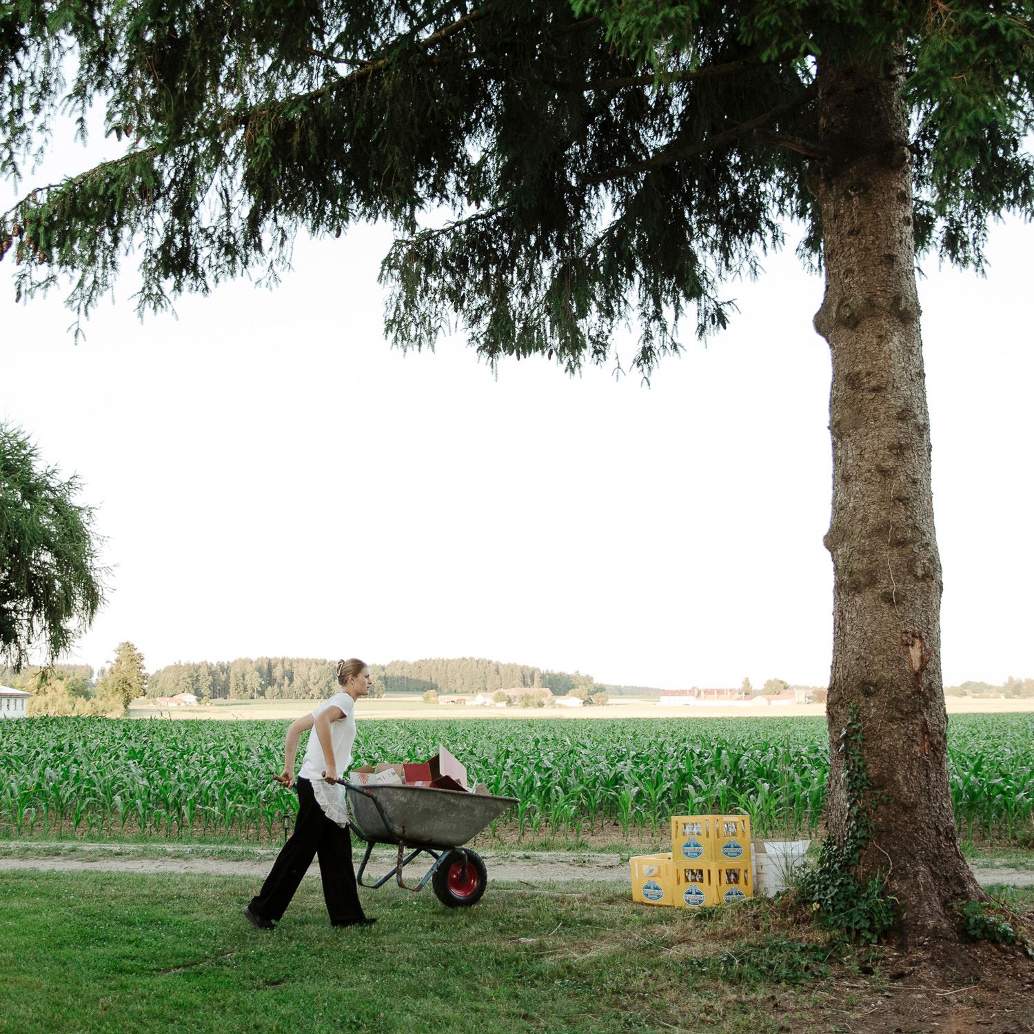 A scenic view of evergreen trees bordering a corn field with a red wheelbarrow in the distance.