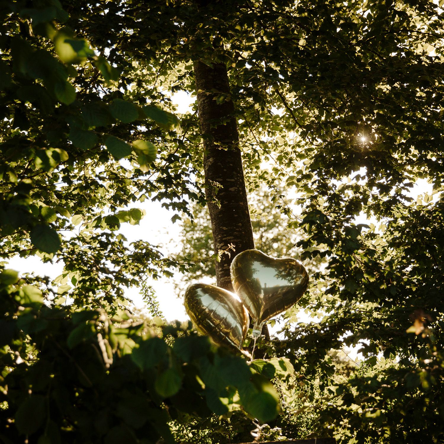 Sunlight filters through dense green forest canopy creating a magical backlit effect in nature.