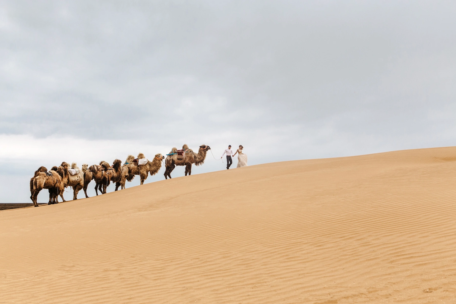 A line of camels traverses a golden sand dune under cloudy skies.