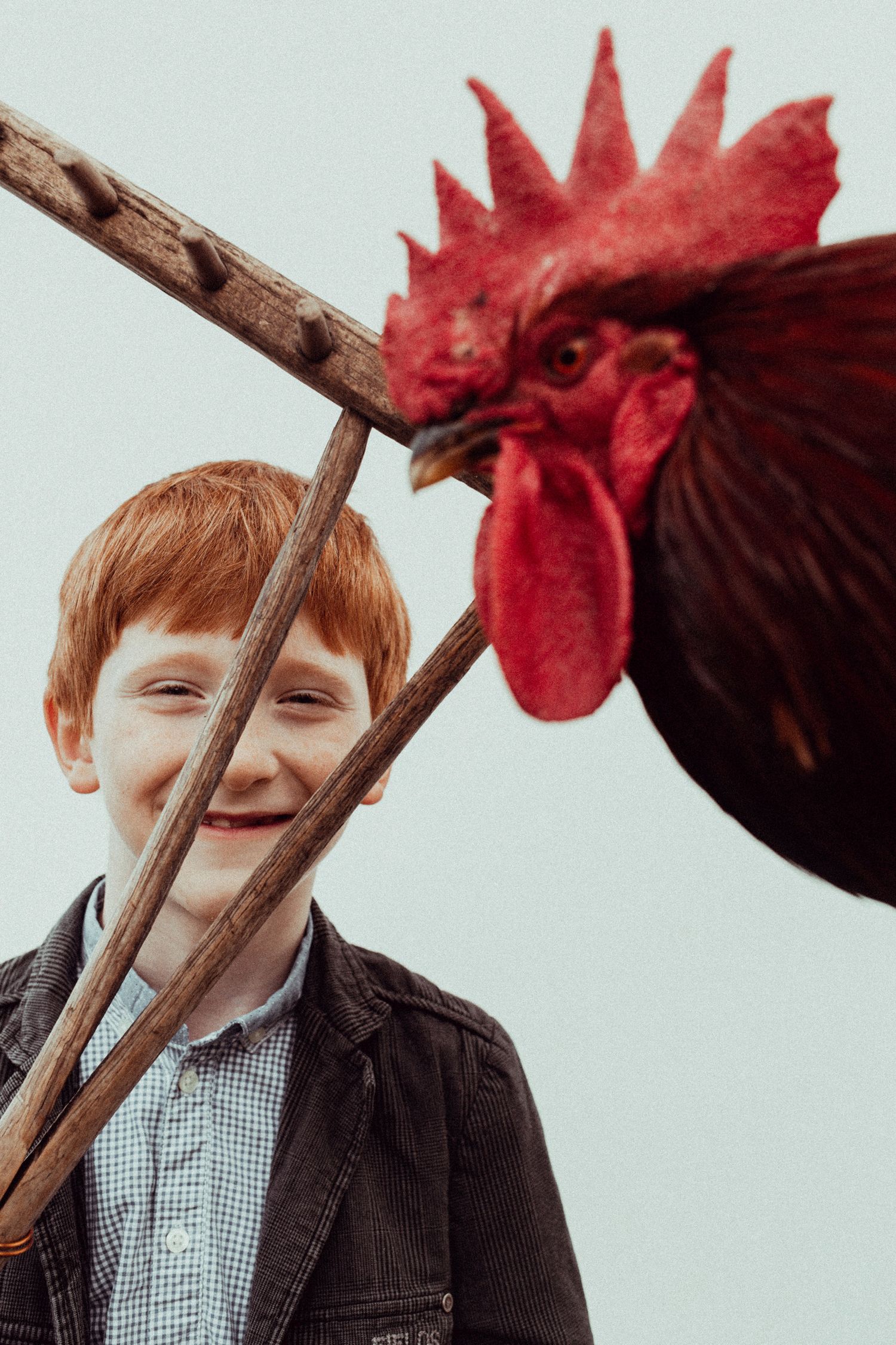 A playful scene with a bright red rooster against a light background.