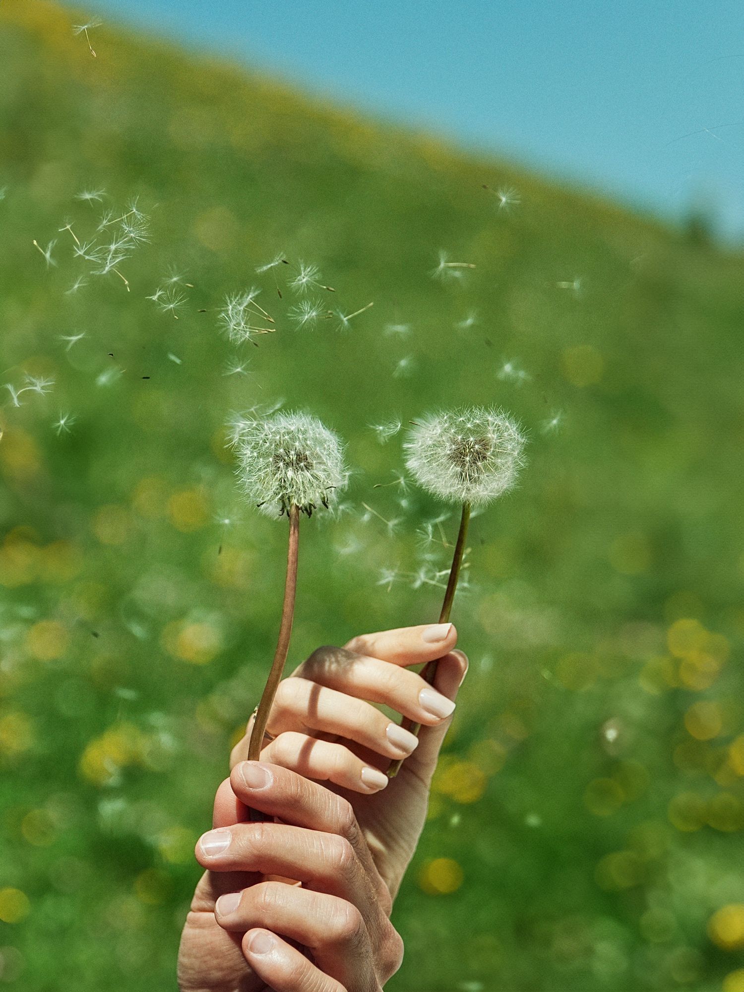 Hand holding two dandelions with seeds blowing in the wind against a green meadow and blue sky background.