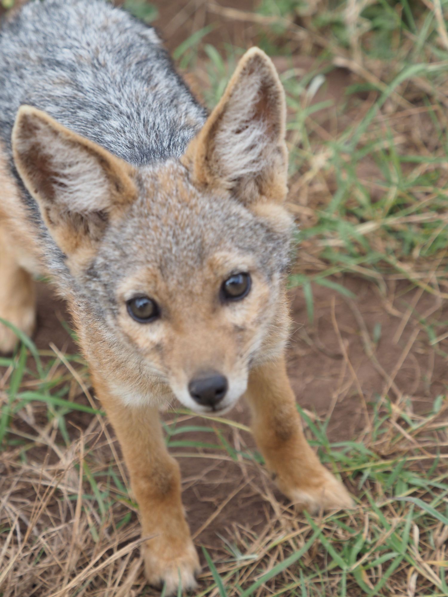 Fox