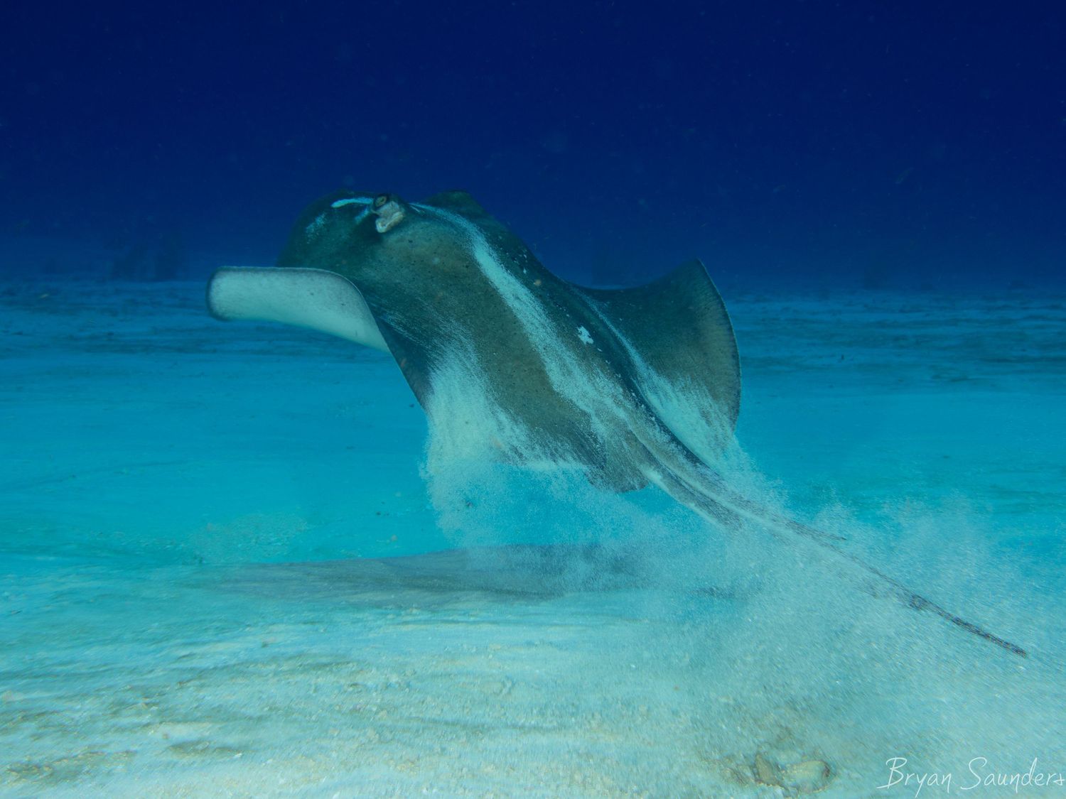 Stingray