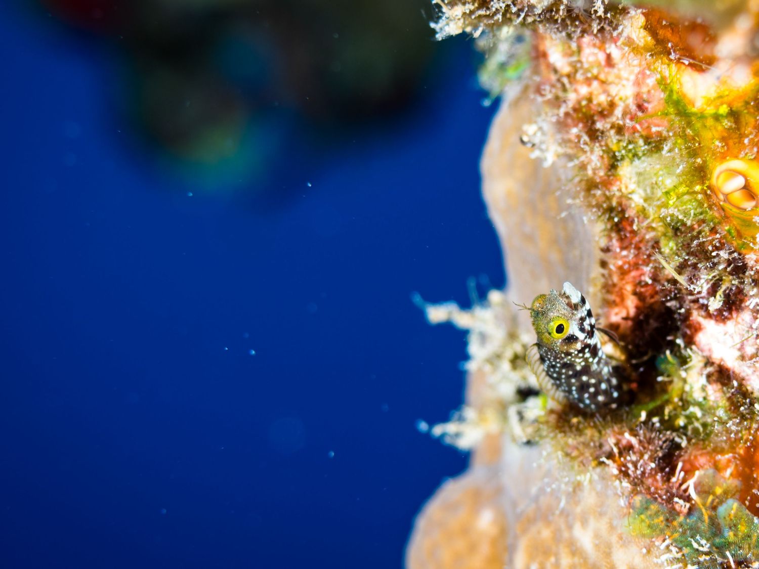 Blenny