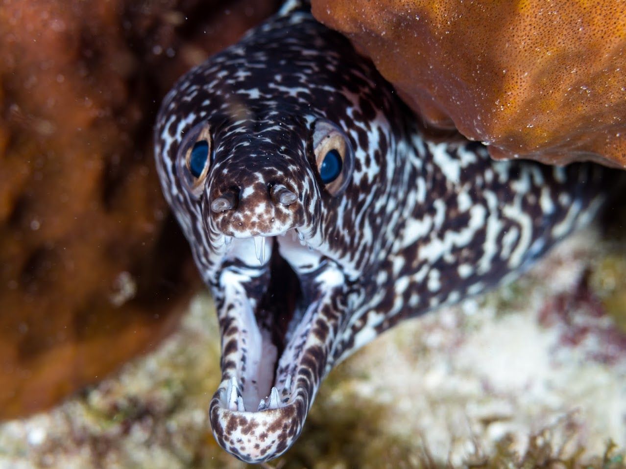 Eel