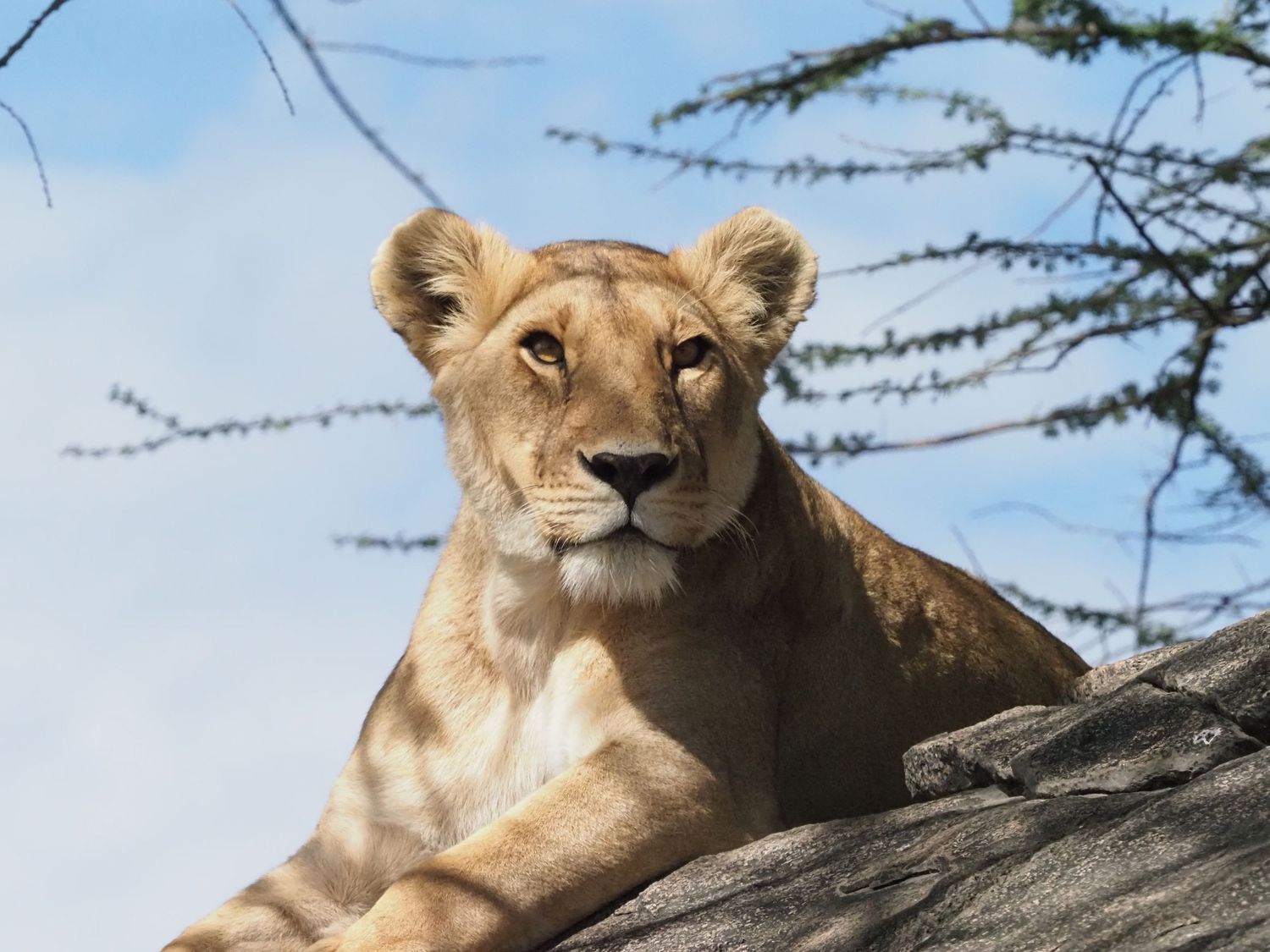 Lion