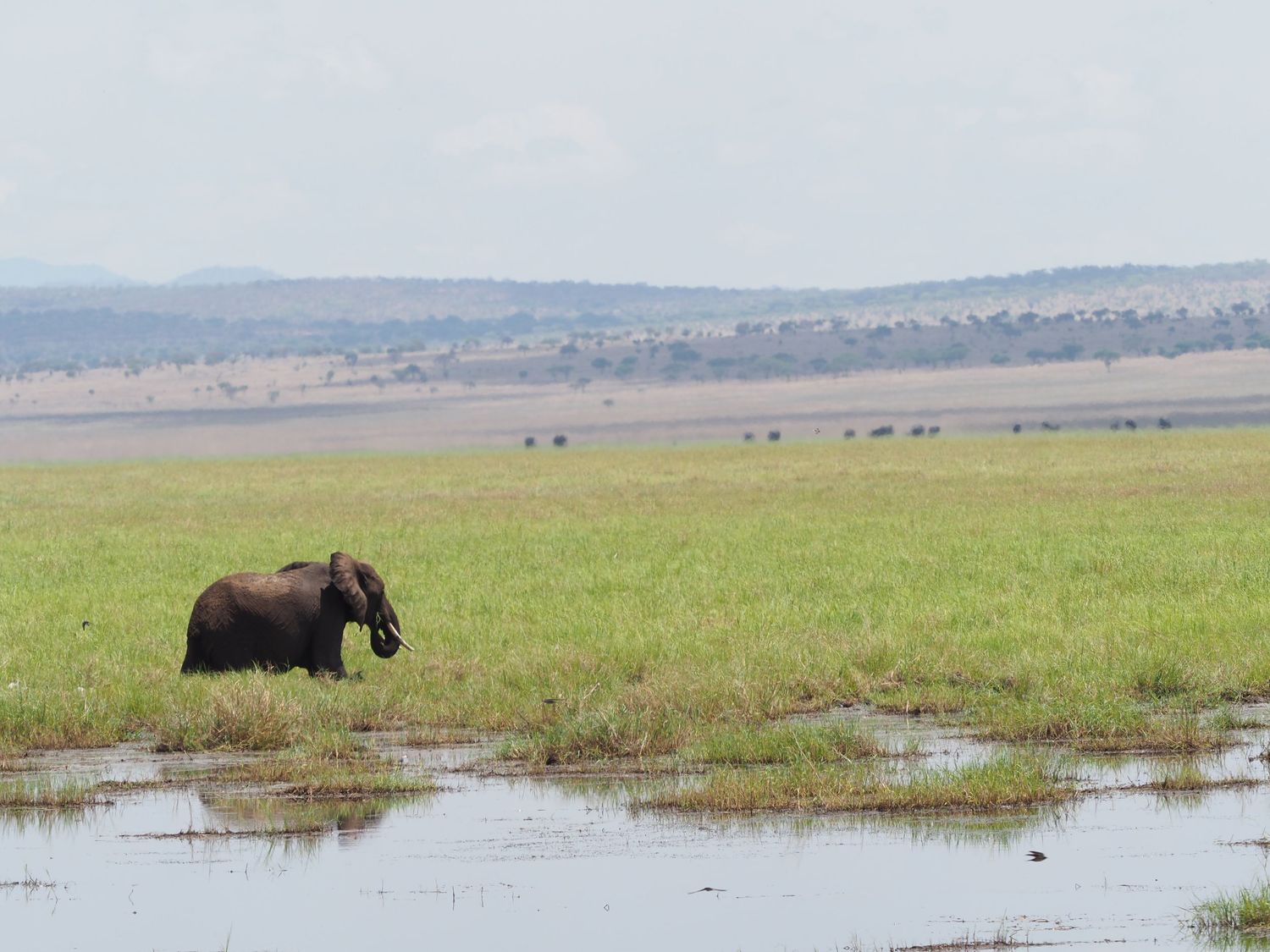 Elephant