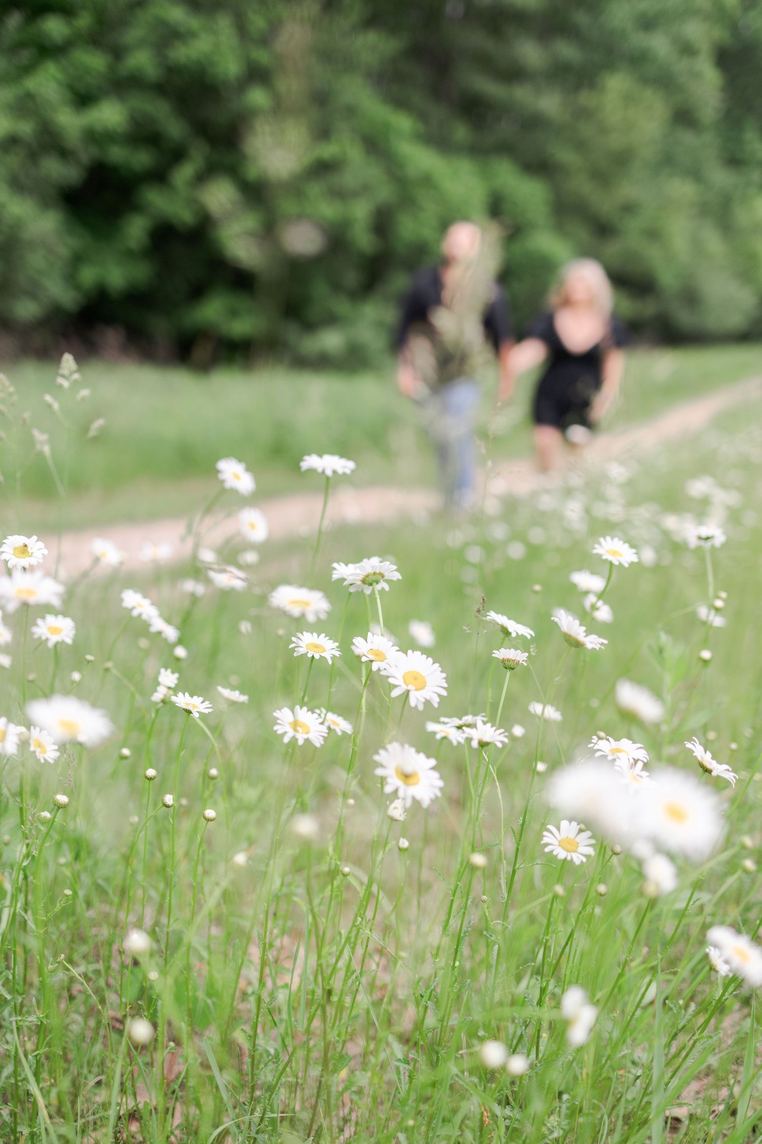 White daisies bloom in a lush green meadow with blurred figures walking in the background.
