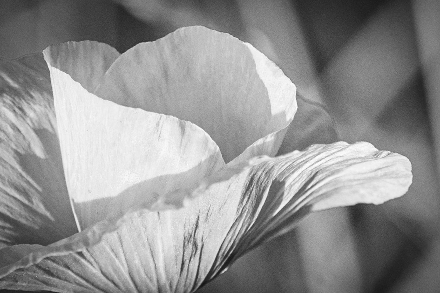 Close-up black and white macro photograph of delicate white flower petals.