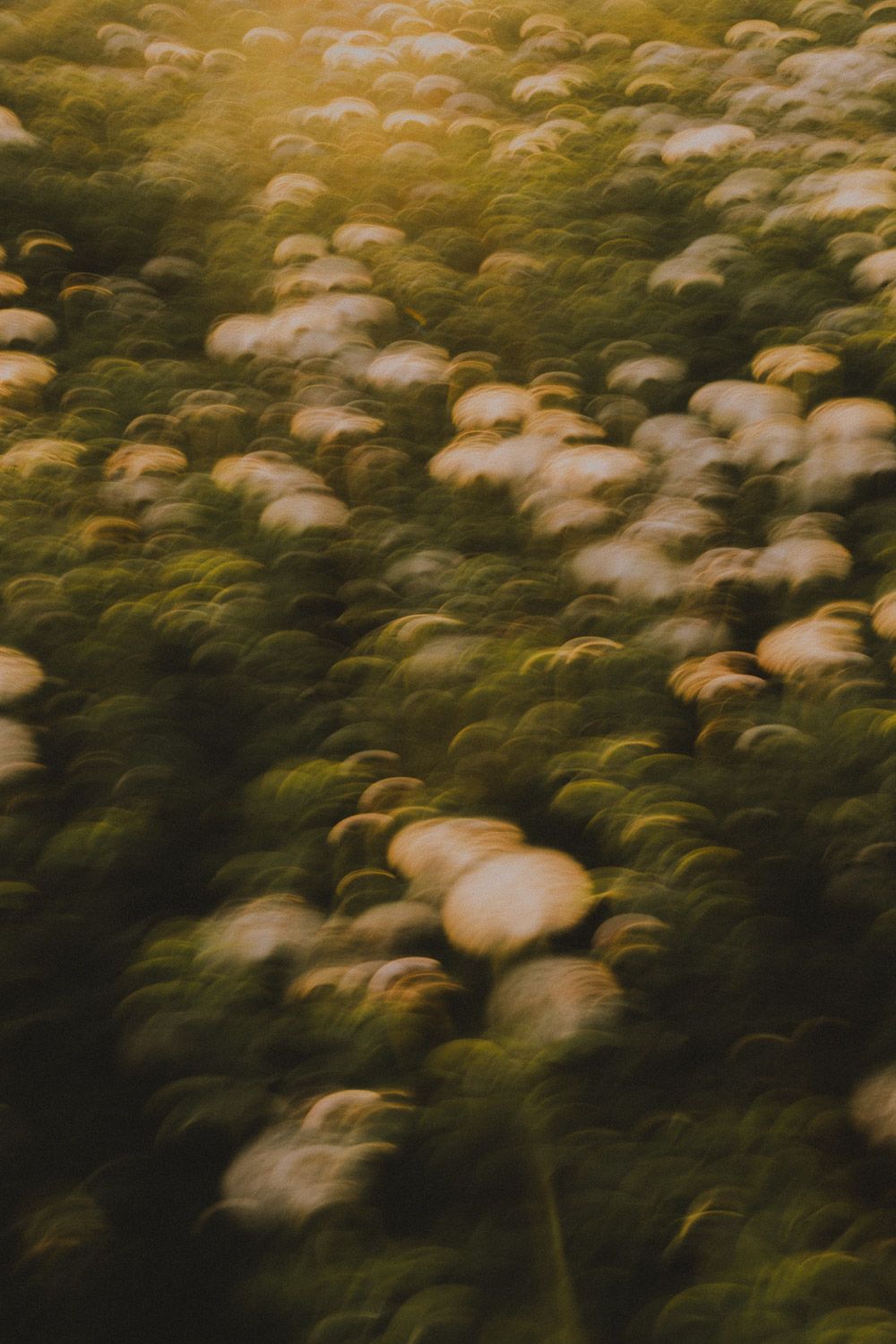 Blurred motion shot of dandelions creating a dreamy pattern in warm evening light.
