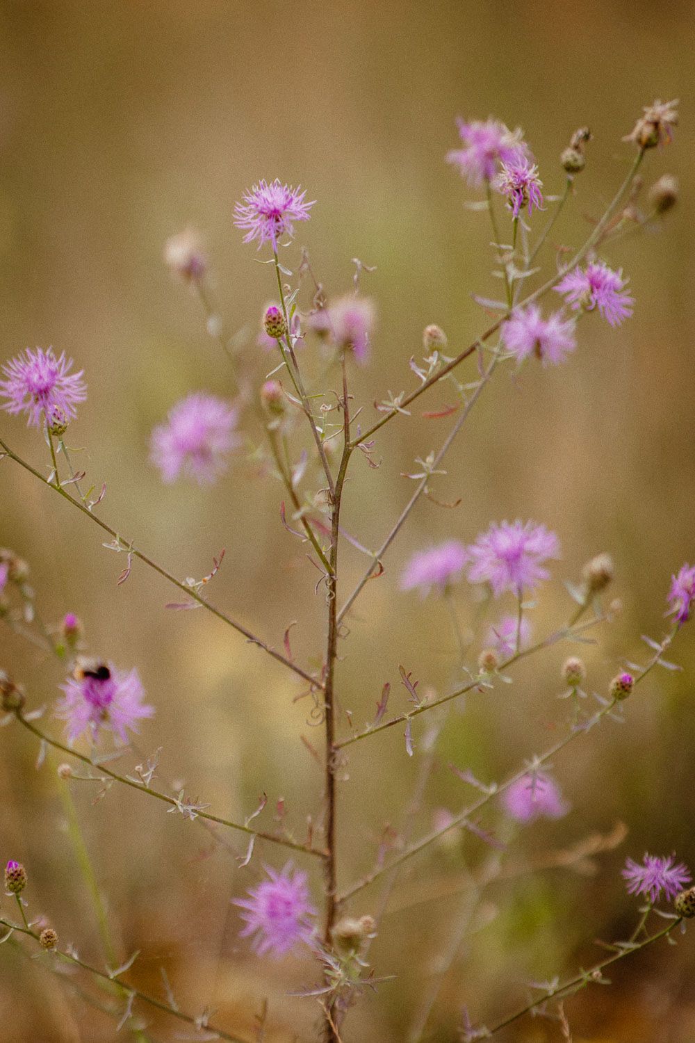 Delicate purple thistle flowers bloom on thin branches against a soft brown background.