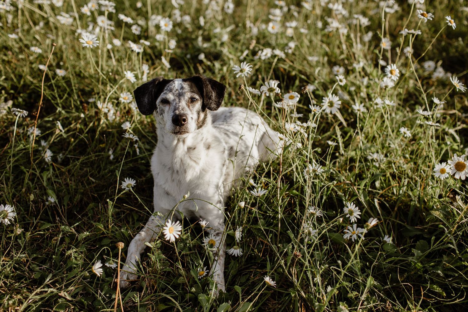 A spotted black and white dog stands alert in a field of white wildflowers.