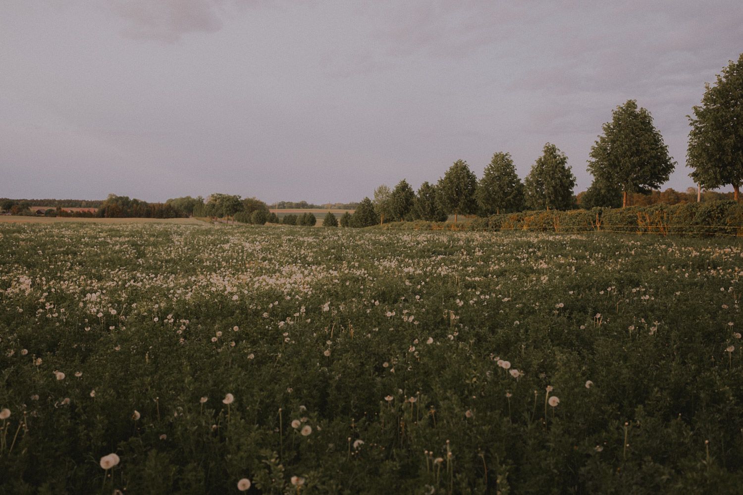 Rolling meadow filled with white dandelions stretching to the horizon under cloudy skies.