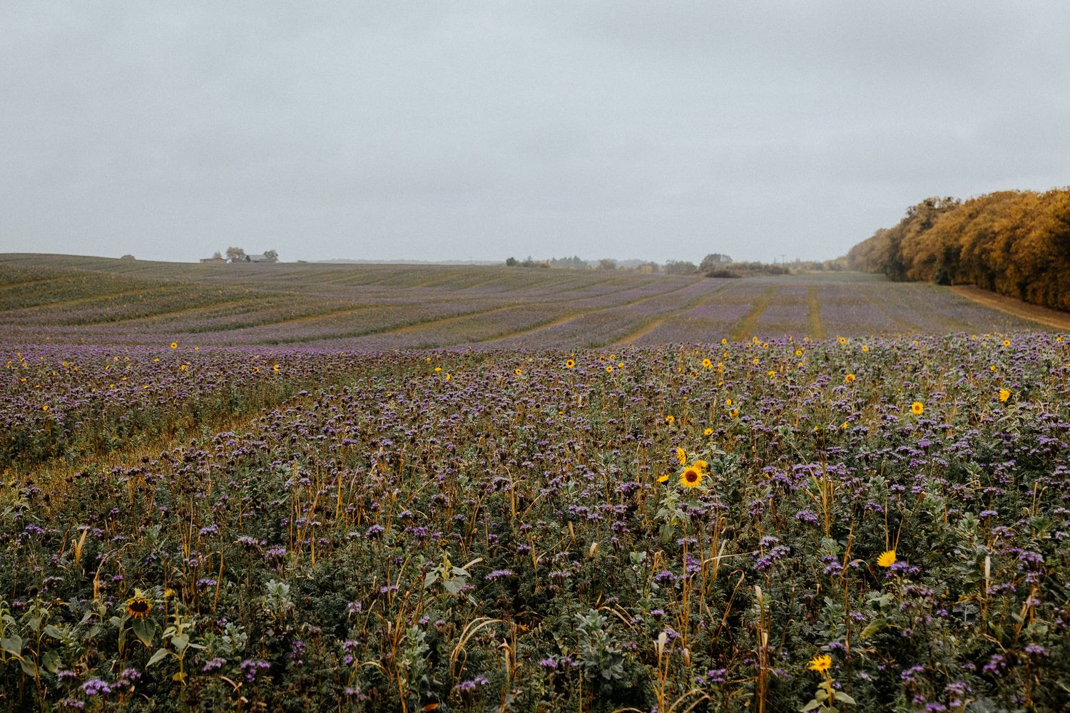 Autumn field of colorful wildflowers stretches to horizon under cloudy skies.