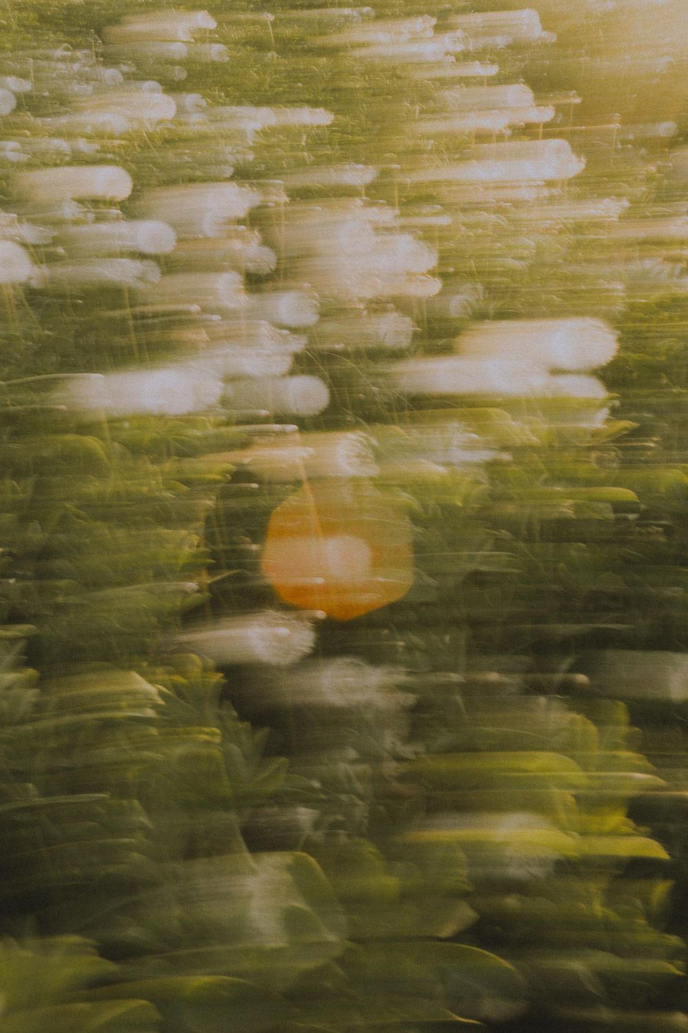 Abstract view of dandelion seeds with soft focus and golden light filtering through.