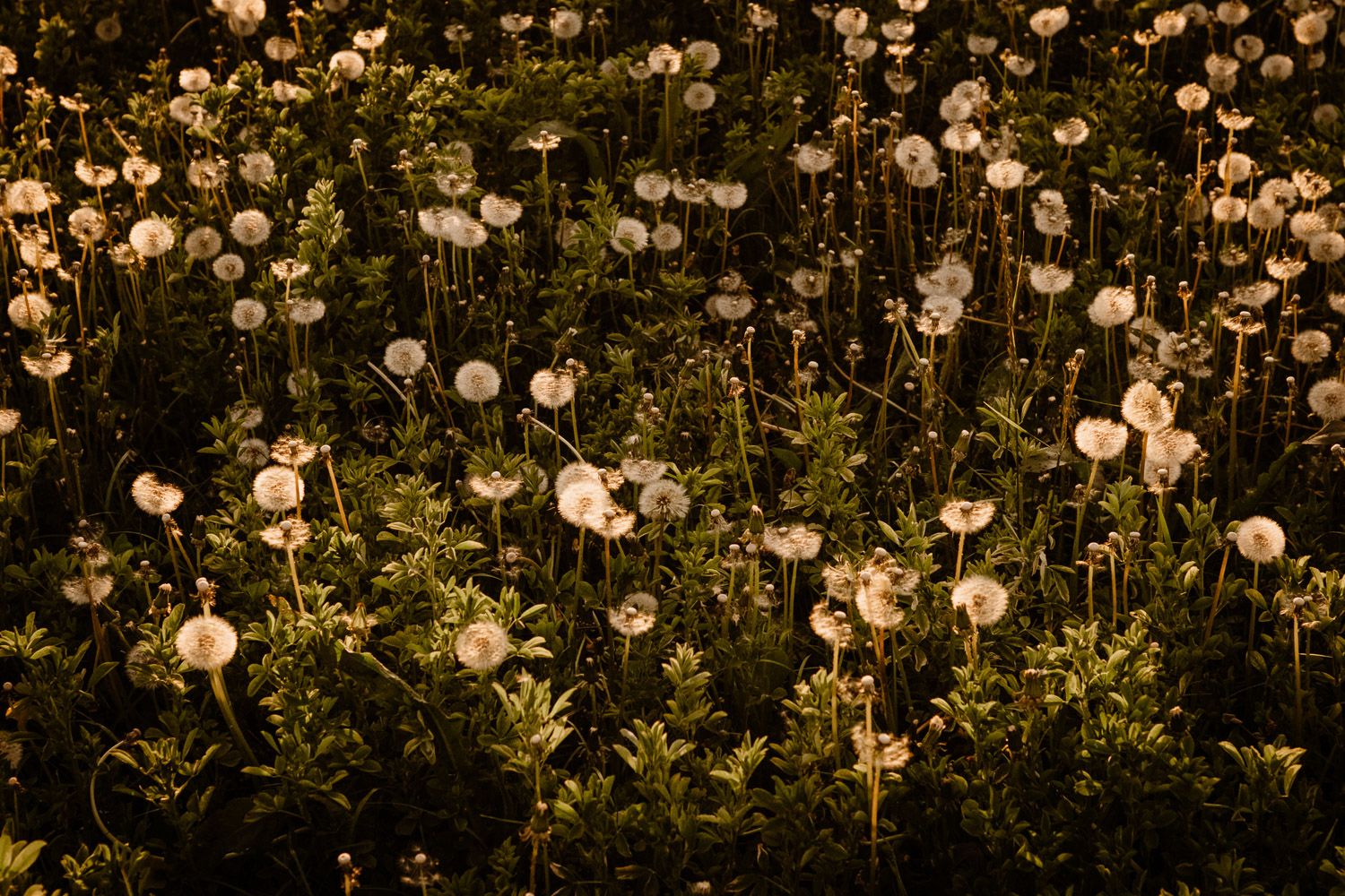 Glowing white dandelions in a dark field at dusk.