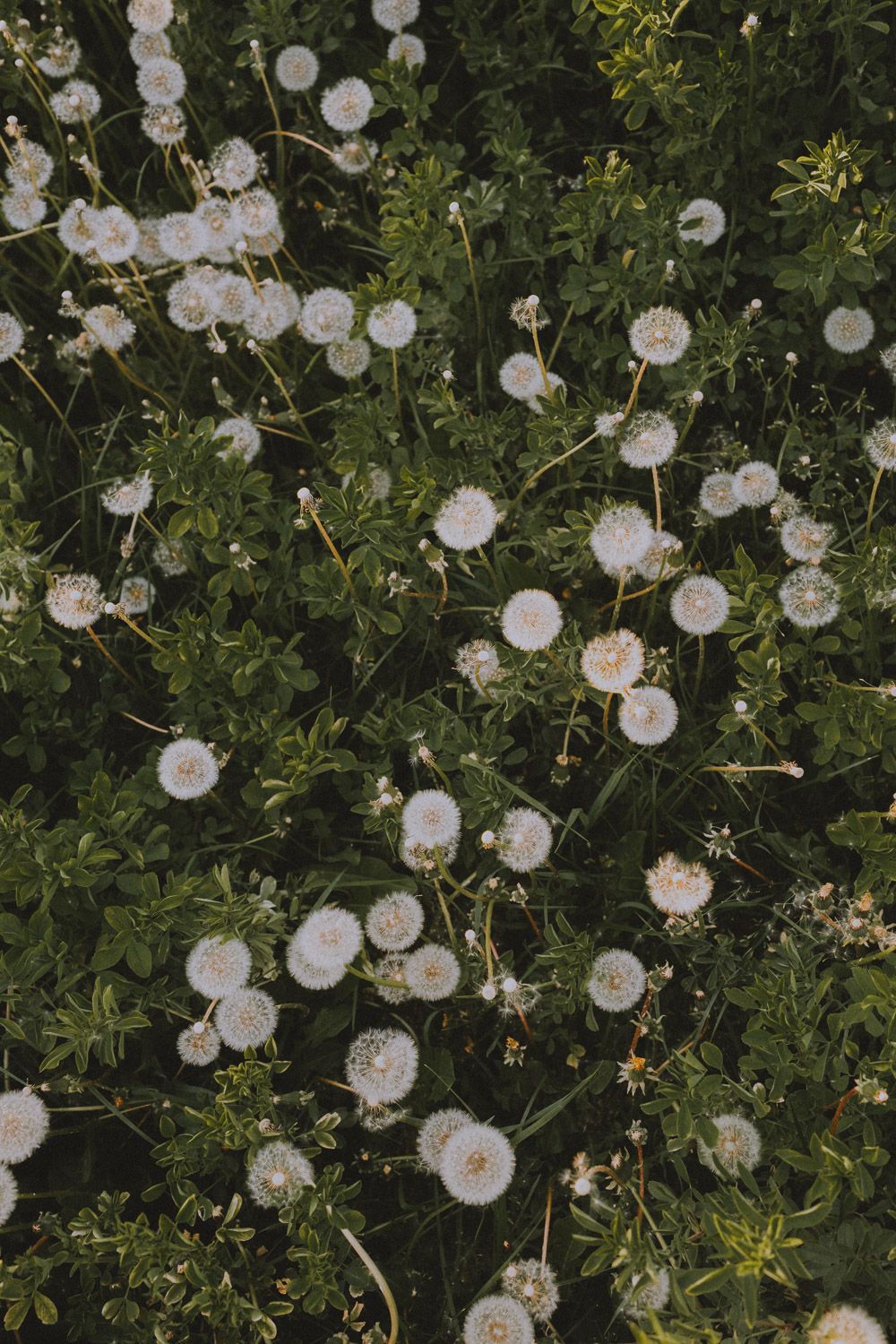 Close-up view of white dandelion seed heads scattered across green foliage.