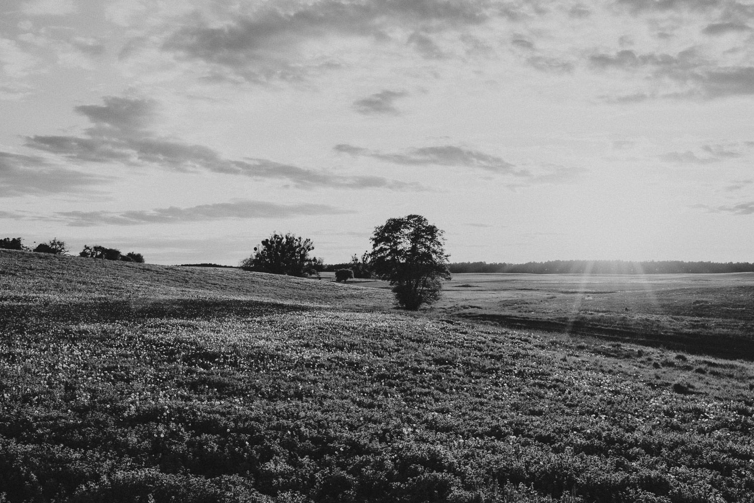 Black and white landscape photo of rolling hills with trees at sunset.