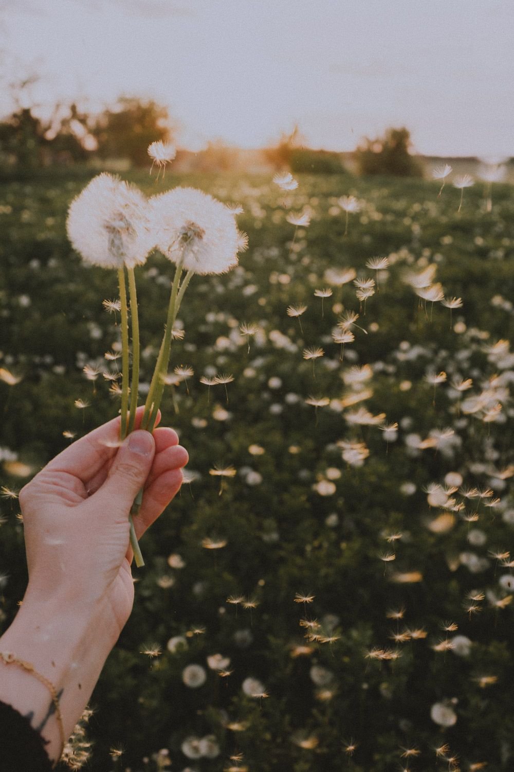 Hand holding delicate dandelion seedheads against a sunlit meadow backdrop at golden hour.