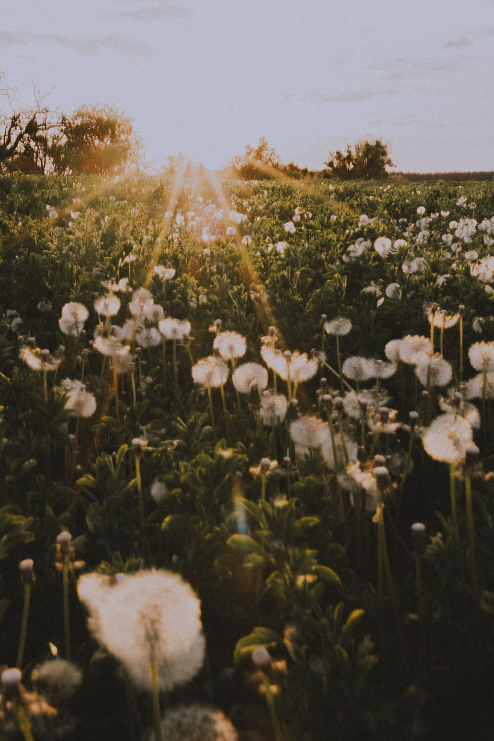 Field of wispy dandelion seed heads stretching across a meadow in evening sunlight.