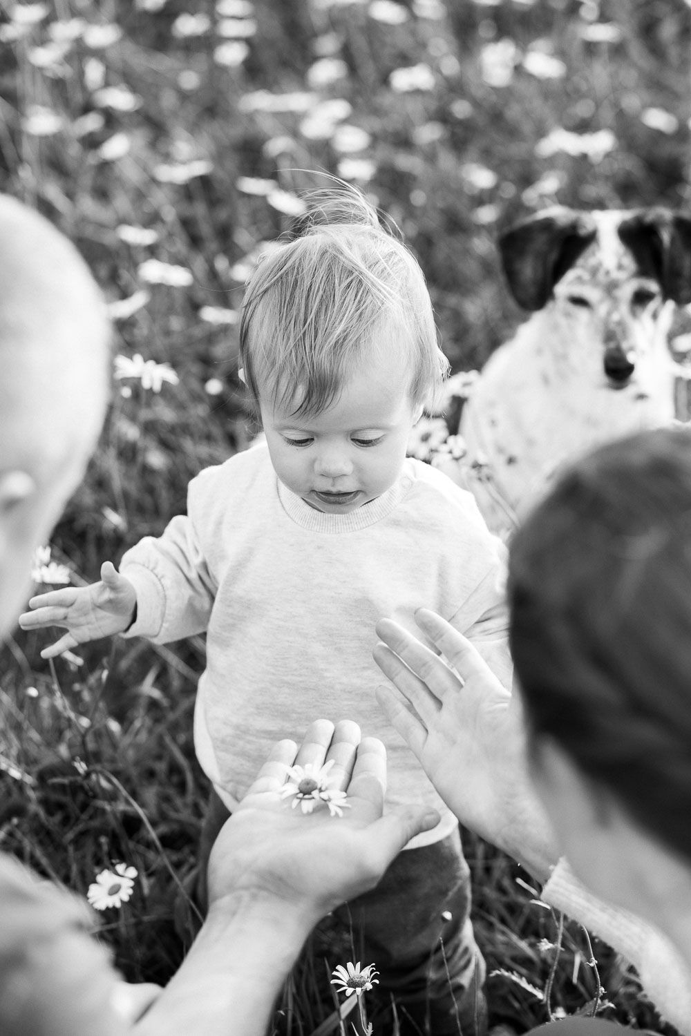 Small child exploring daisies in a field with hands outstretched.