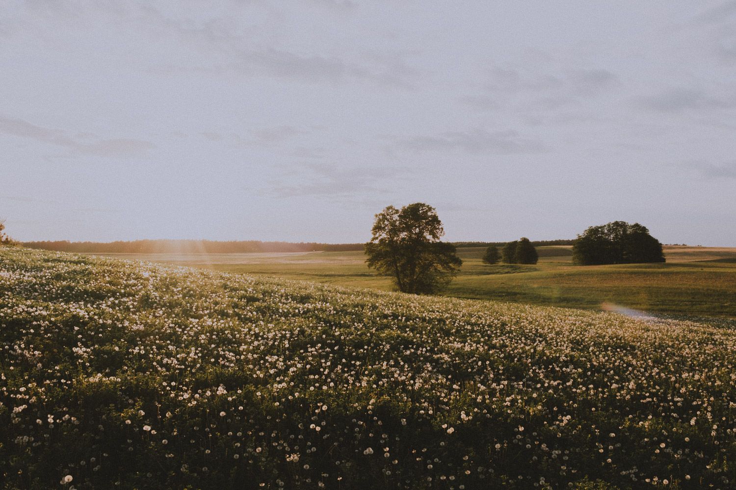 Rolling landscape with scattered trees and white flowers glowing in evening sunlight.