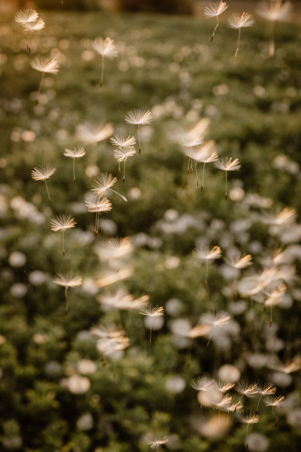 Ethereal dandelion seeds floating in the air during sunset creating a dreamy nature scene.