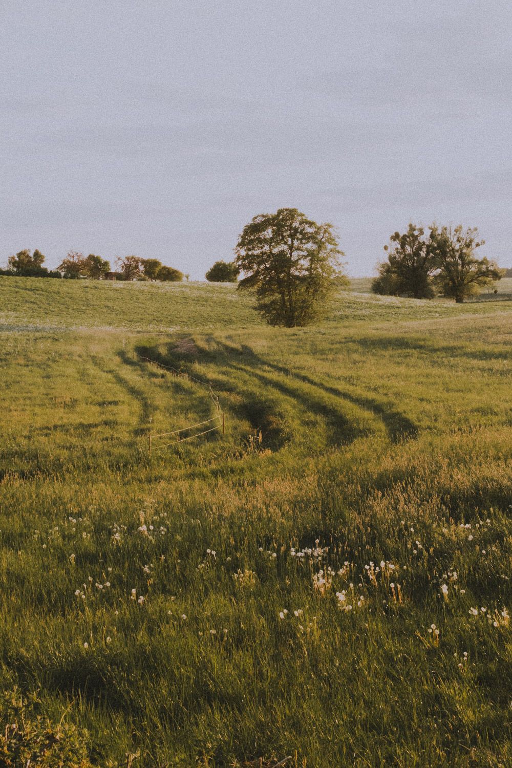 Rolling green hillside with tire tracks and wildflowers in warm evening light.
