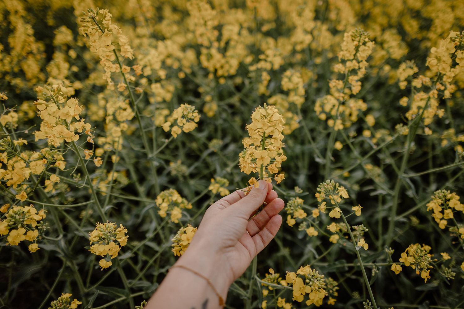 Hand reaching out to touch yellow wildflowers in a field during sunset.