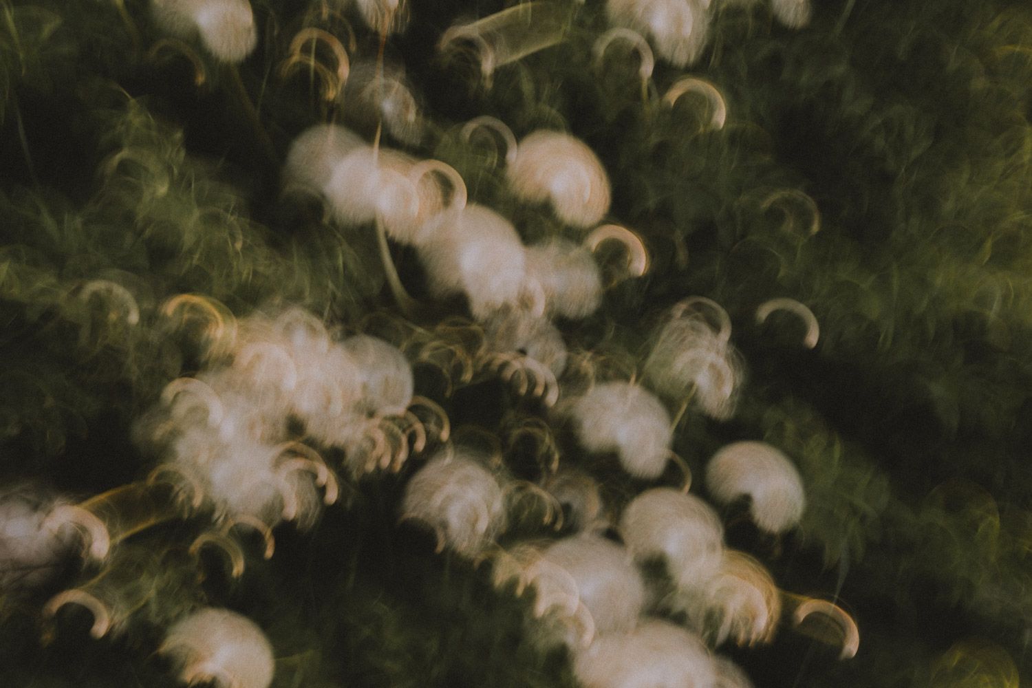 Motion blur photograph of dandelions swaying in breeze with dark background.
