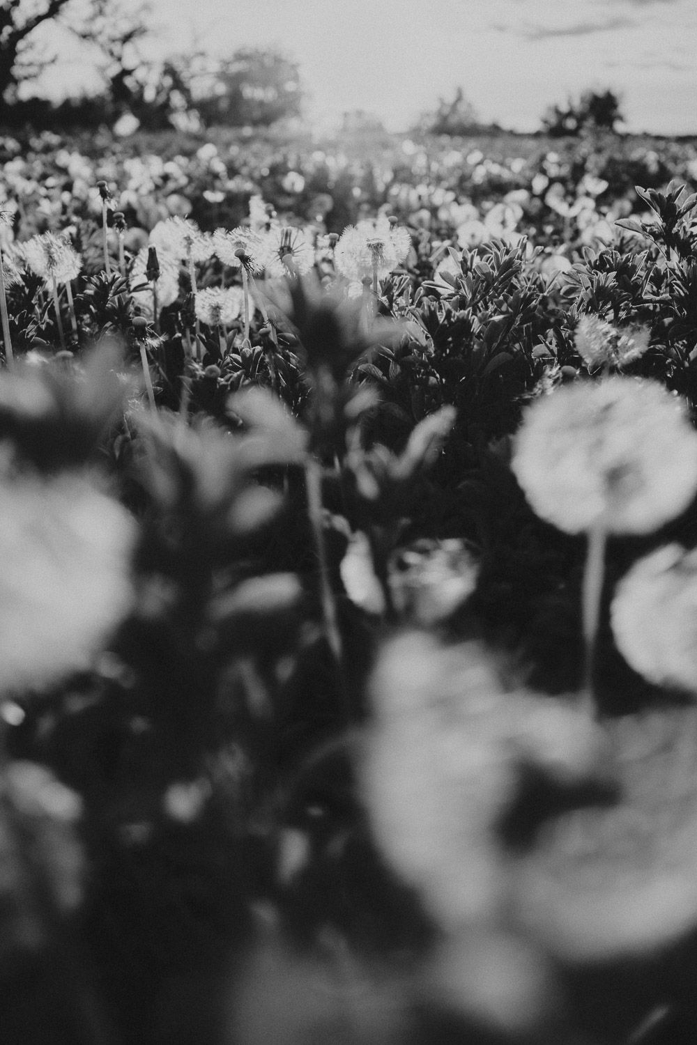 Black and white macro shot of dandelion seed heads in a field.