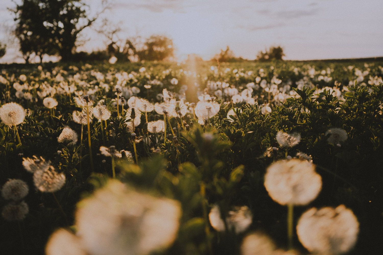 Fluffy white dandelion seedheads glowing in golden sunset light against dark green foliage.
