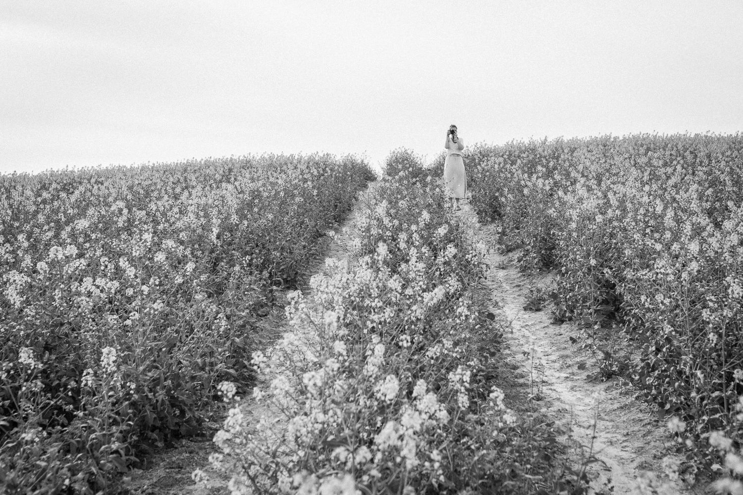 Black and white photo of figure walking through flowering field on rural path.