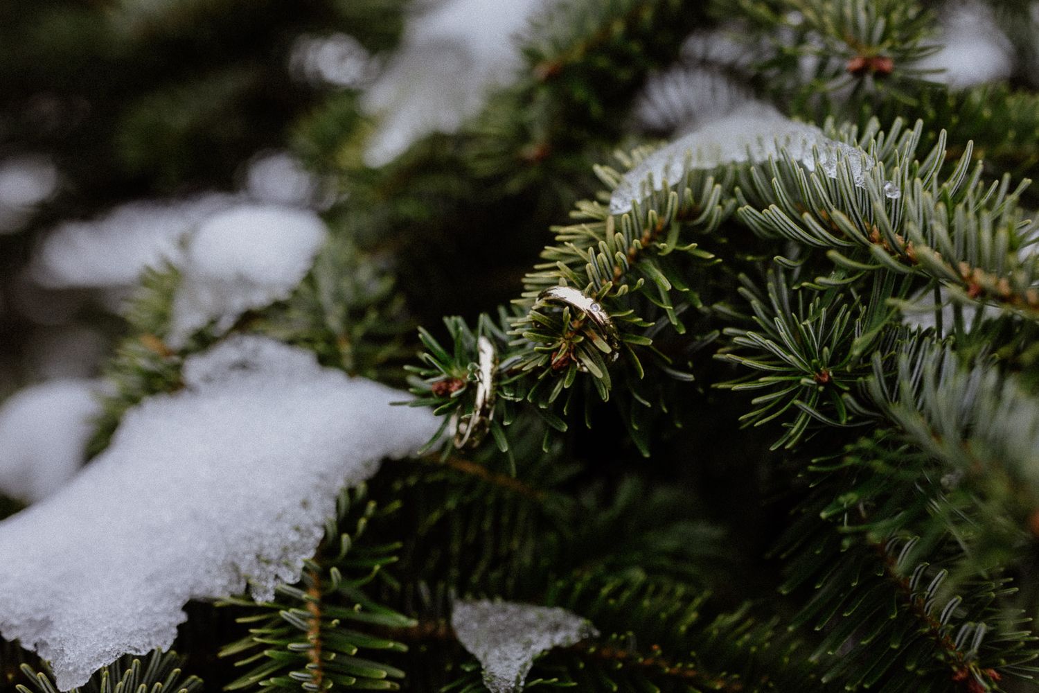Close-up of snow-covered pine tree branches in winter.