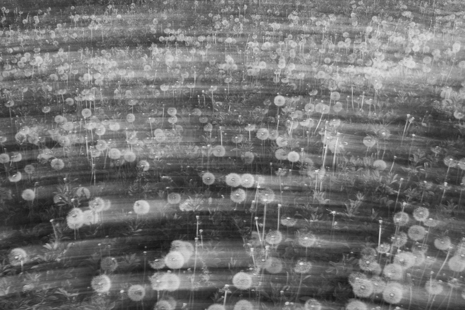 Black and white artistic capture of dandelion seeds with bokeh light effects.