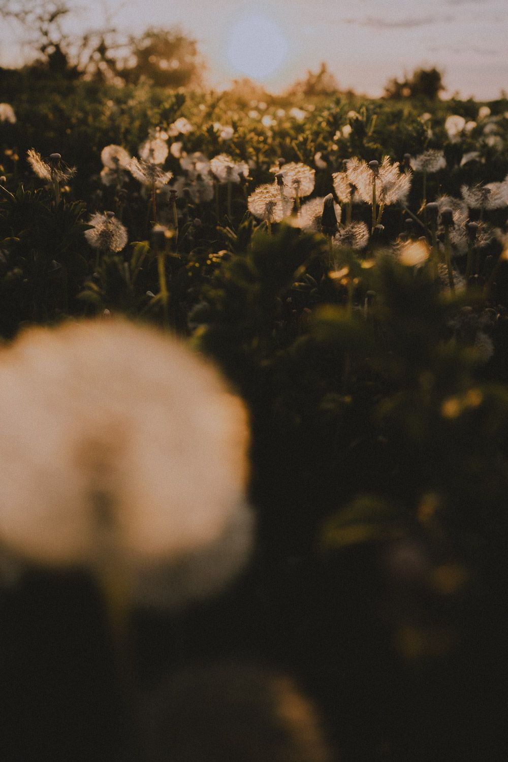 Silhouetted dandelions at dusk creating a dreamy bokeh effect in the fading light.