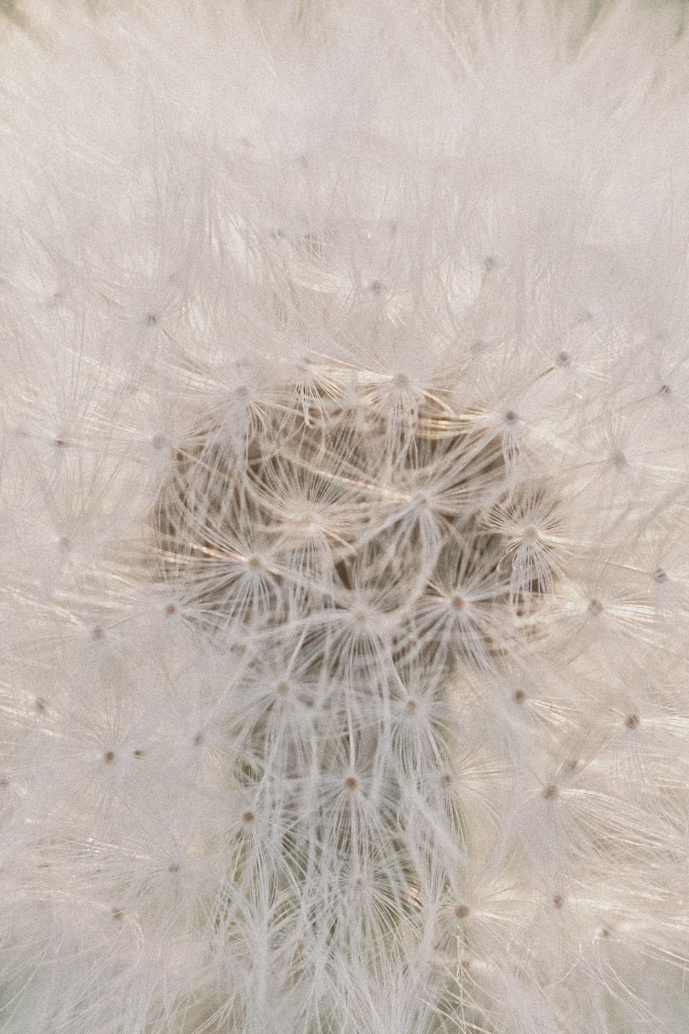 Extreme close-up of a white dandelion seedhead showing intricate feathery details.