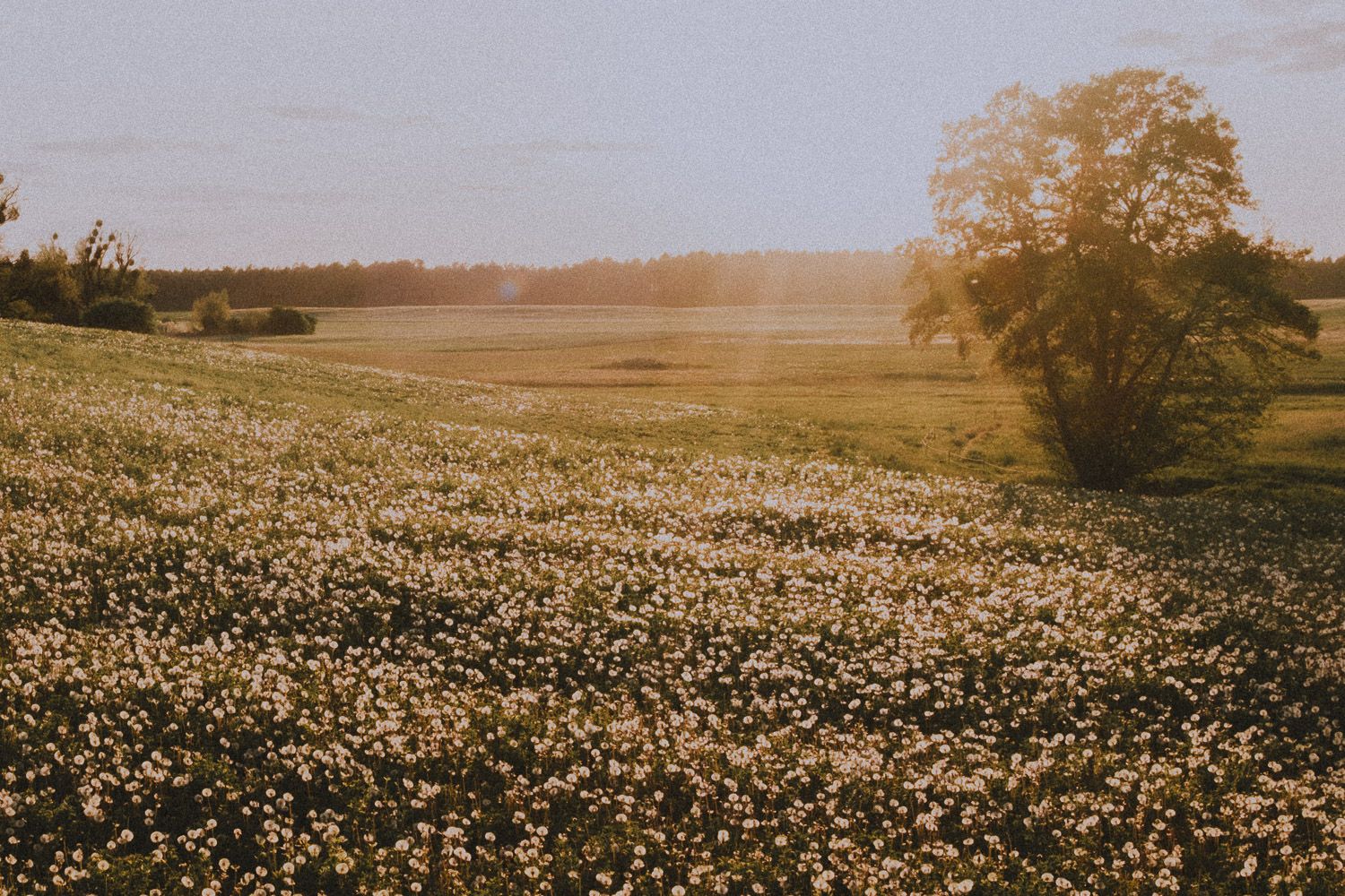 Golden sunset over a meadow filled with white wildflowers and a lone tree.