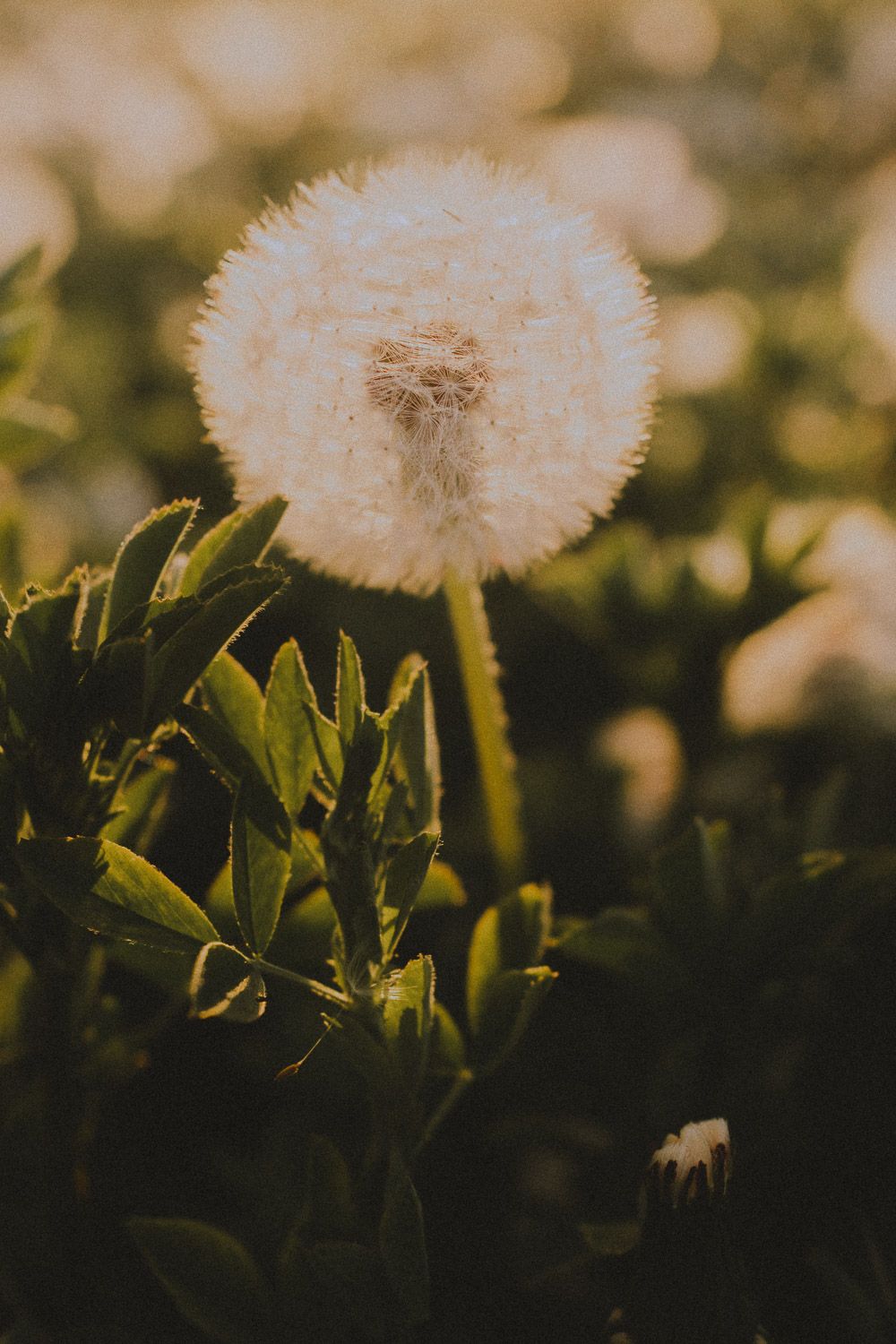 Close-up of white dandelion puffs backlit by warm sunlight with dark green leaves below.
