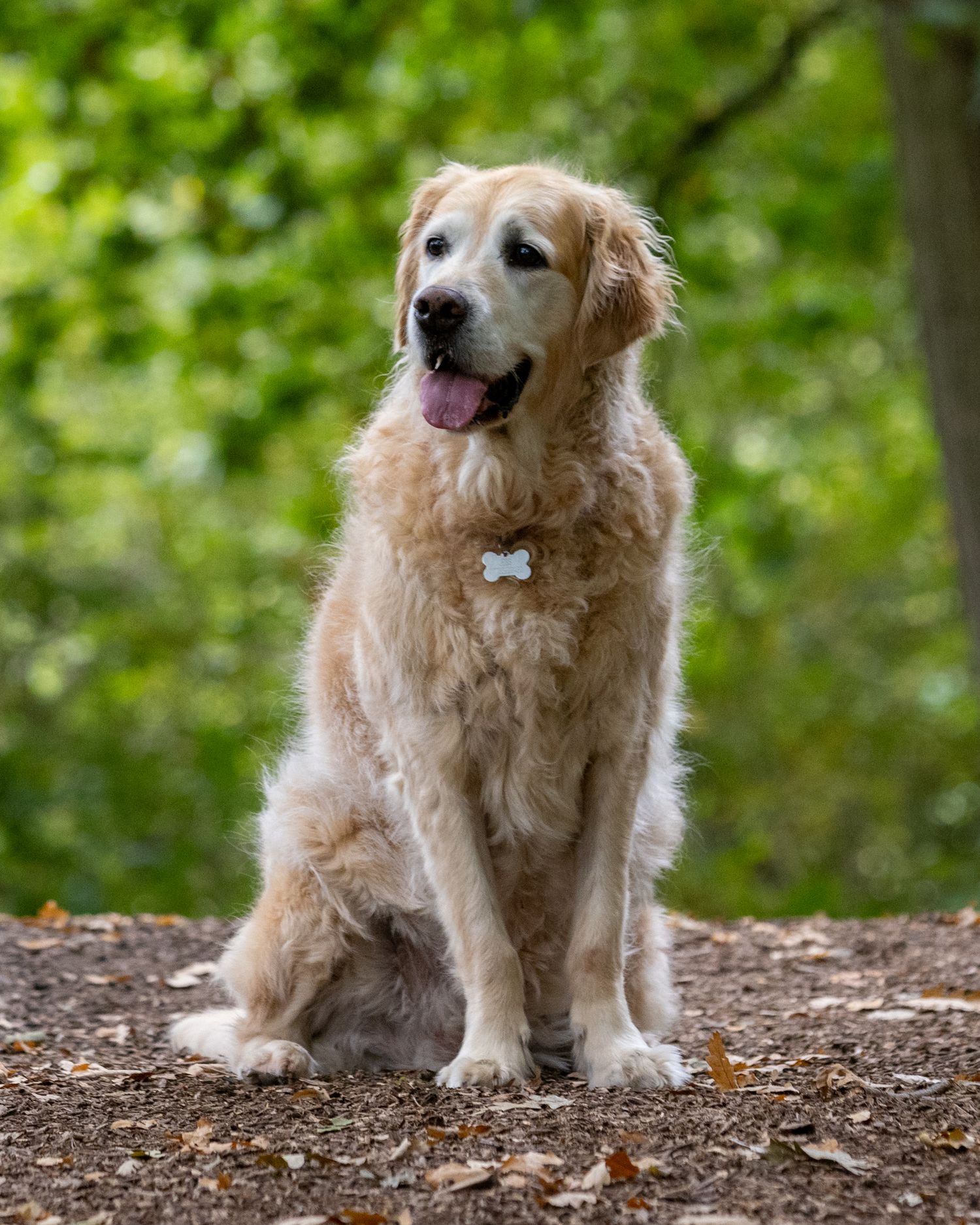 Golden retriever sitting on dirt path with green foliage background wearing bone-shaped collar tag.