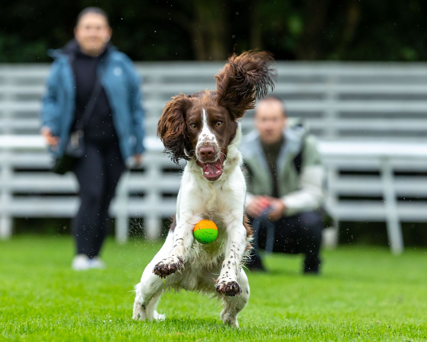 Energetic brown and white spaniel leaping to catch yellow tennis ball on grassy field with bleachers in background.