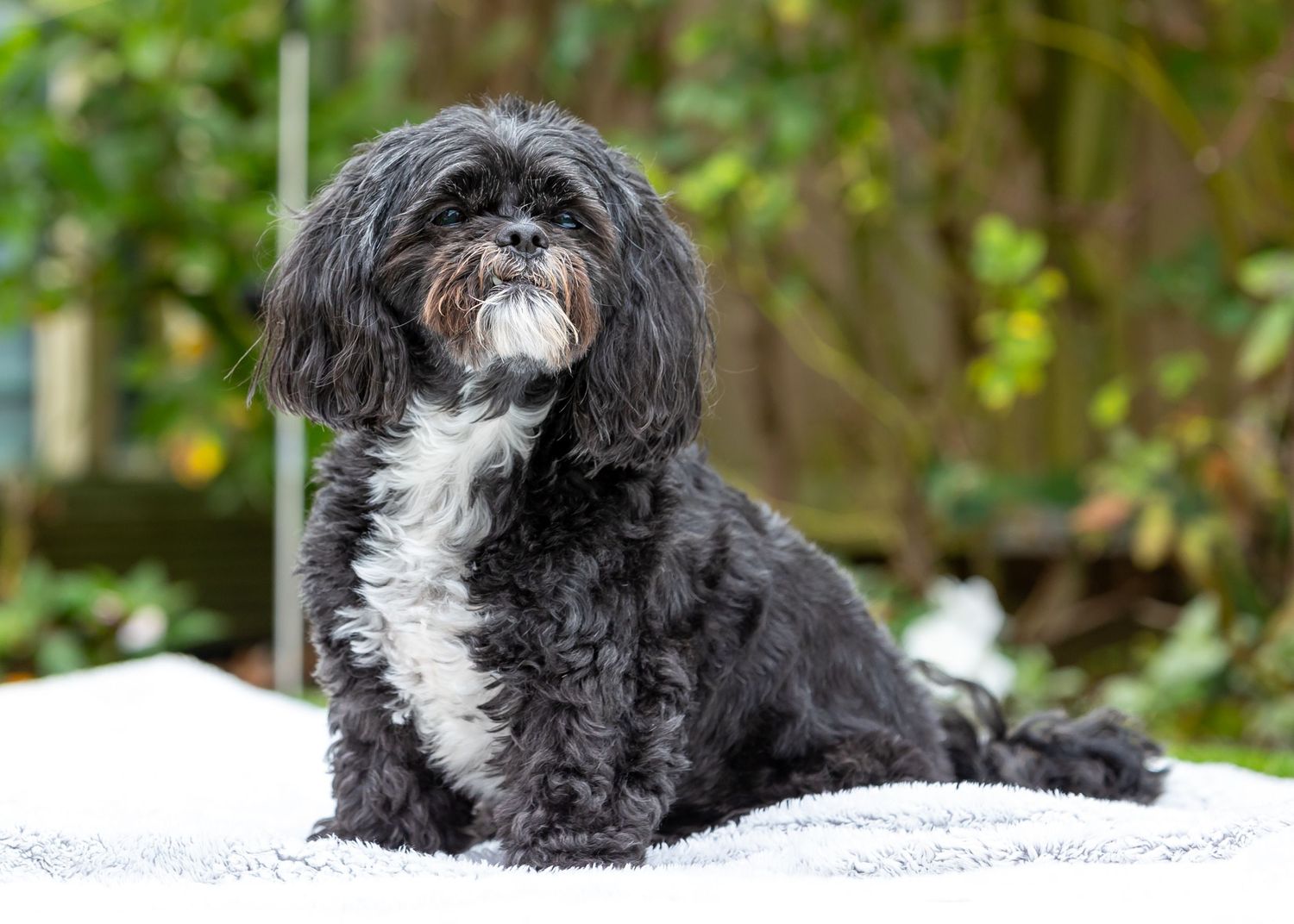 Black and white Shih Tzu dog sitting on white surface in garden setting.