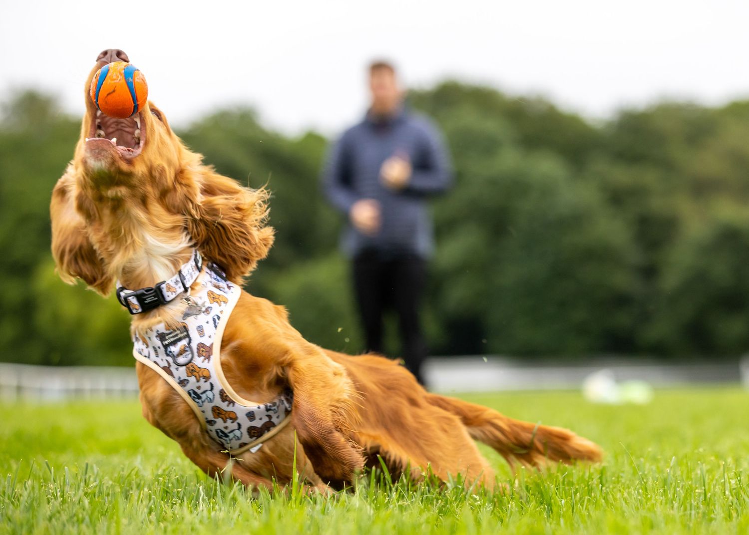 Golden cocker spaniel dog runs playfully through green grass with a harness.