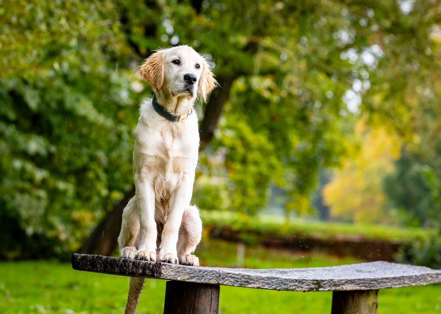Golden Retriever sitting regally on wooden bench in autumn park setting.