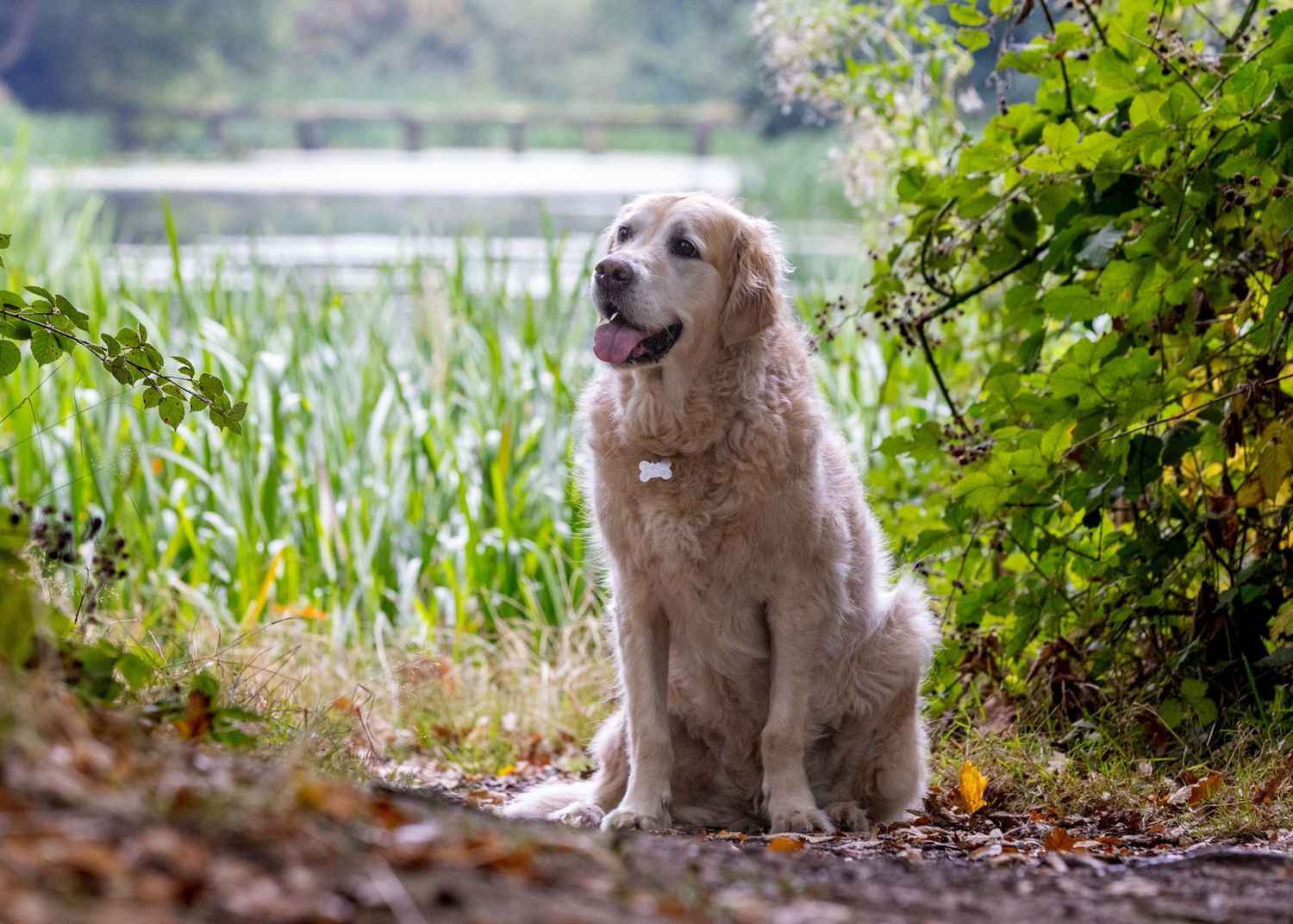Golden retriever sitting peacefully on autumn trail near lake and greenery.