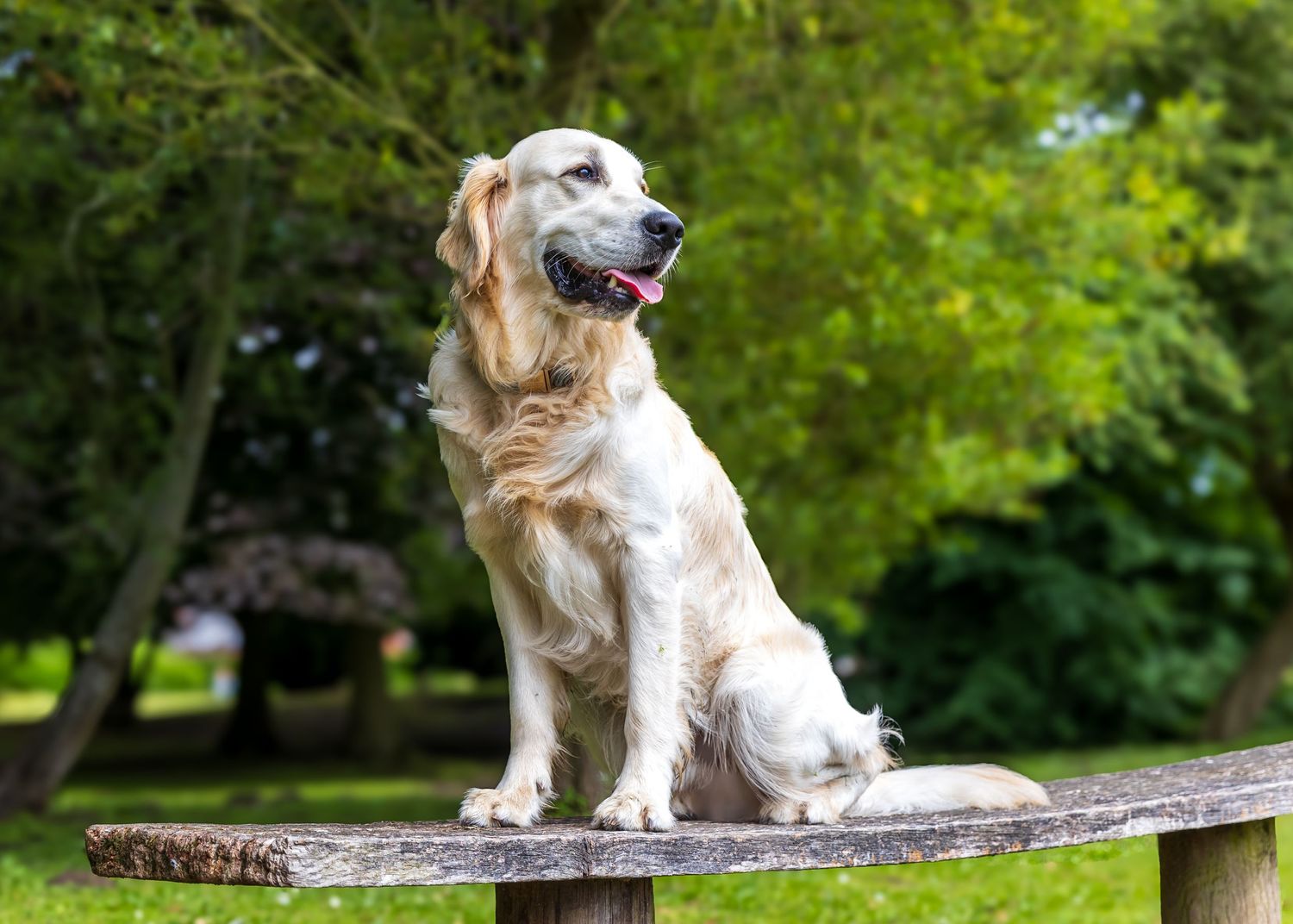 Golden retriever lying on a wooden bench in a lush park setting looking alert and attentive.